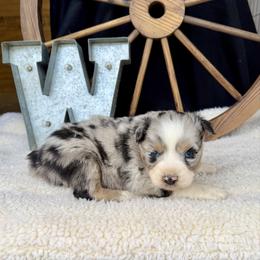 Cookie - Blue merle male Miniature Australian Shepherd puppy in Checotah, Oklahoma from Wild Outlaw Aussies