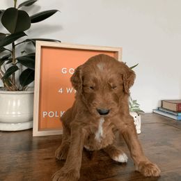 Goldendoodle and Golden Retriever Puppies from Polk Pups