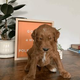 Goldendoodle and Golden Retriever Puppies from Polk Pups