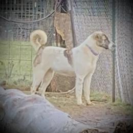 Alara - Anatolian Shepherd Dog