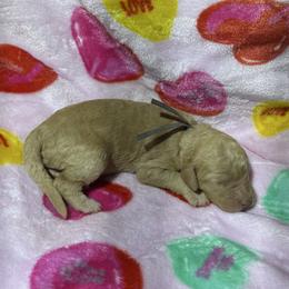 Rose - Cream female Goldendoodle puppy in Simpsonville, South Carolina from D & D Golden Doodles, LLC