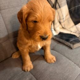 White collar boy - Apricot male Labradoodle puppy in Pollock Pines, California from Goindoodles