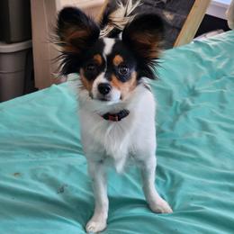 Zoe - White black and tan female Papillon puppy in Red Feather Lakes, Colorado from Kica Papillons