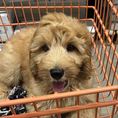 Thunder - Australian Cobberdog puppy from Labe's Australian Cobberdogs