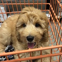 Thunder - Australian Cobberdog puppy from Labe's Australian Cobberdogs