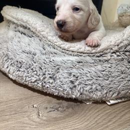 Tigger - Cream male Dachshund puppy in Vancouver, Washington from Cascade Minis