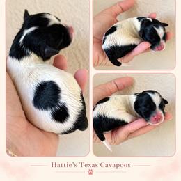 Cookie - Black and white female Cavapoo puppy in Thorndale, Texas from Hattie’s Texas Cavapoos