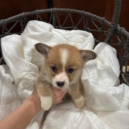 Dude - Red male Pembroke Welsh Corgi puppy in Delton, Michigan from CorGizmo