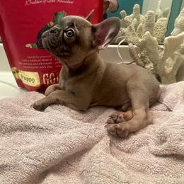 French Bulldog puppies from Grand Star Bulldogs