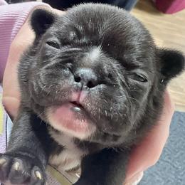 Nebula - Black and white female French Bulldog puppy in Greenfield, Missouri from Hope Mountain French Bulldogs