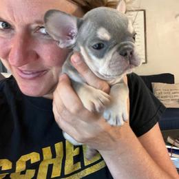 Doc - Blue fawn male French Bulldog puppy in Rathdrum, Idaho from Smart Pomskies and Frenchies
