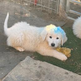 Blue Boy - White male Maremma Sheepdog puppy in Kings County, California from Prancing Pony Farm Maremma Sheepdogs