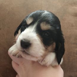 Pepper - Piebald Dachshund puppy in Cypress, Texas from Cypress Dachshunds