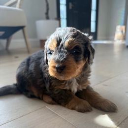 Cooper - Merle male Bernedoodle puppy in Coventry, Rhode Island from Timber Trail Bernedoodles RI