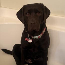 Lucy - Labrador Retriever