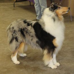 Collies from Calabria Kennel