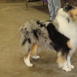 Collies from Calabria Kennel