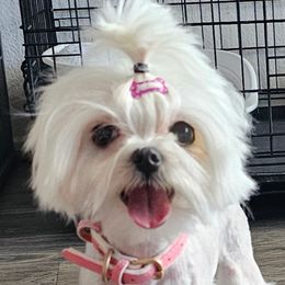 Chanel - Maltese