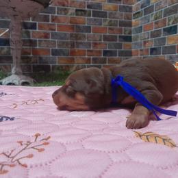 Bella Blue Bayou - Chocolate and tan female Miniature Pinscher puppy in Baton Rouge, Louisiana from Pike's Pups
