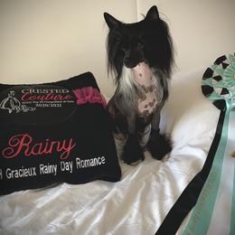Rainy - Chinese Crested
