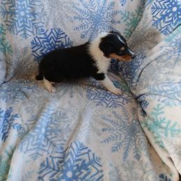 Night for AC - Black white and tan male Collie puppy in St Stephens, Wyoming from Desert Kennels