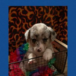 Blue collar - Blue merle and white female American Corgi puppy in Golden Valley, Arizona from Mahala Henry