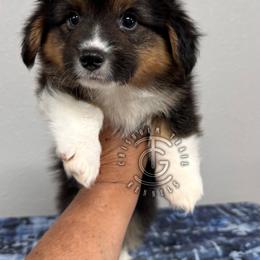 Teddy - Black and tan male American Corgi puppy in Hico, Texas from Chisholm Trail Kennels