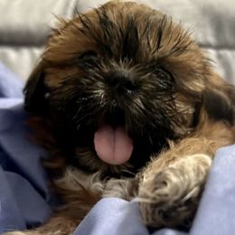 Shih Tzus from Fur Babies, LLC