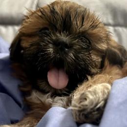 Shih Tzus from Fur Babies, LLC