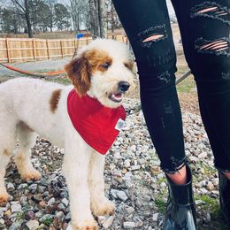 Maverick - Goldendoodle