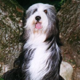 Bearded Collies from Wagmoor Bearded Collies