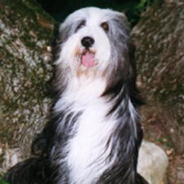 Bearded Collies from Wagmoor Bearded Collies