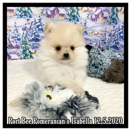 Pomeranian Puppies from Port Bee Pomeranian’s