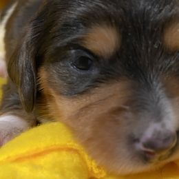 Emily - Piebald Dachshund puppy in Windsor, New York from Sweeney’s Weenie Dogs
