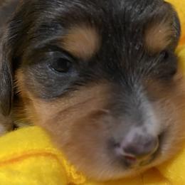 Emily - Piebald Dachshund puppy in Windsor, New York from Sweeney’s Weenie Dogs