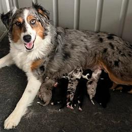 Spider-Man - Black tri-color male Australian Shepherd puppy in Hemet, California from Perfect Companion Aussie's