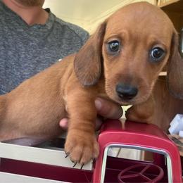 Tanner - Red male Dachshund puppy in Sharon Springs, New York from Show Us The Way Homestead