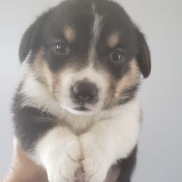 Pembroke Welsh Corgis from Lil’ Wink’s Corgis