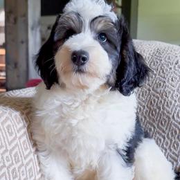 Bordoodle puppies from Crooked Creek Doodles and Poodles