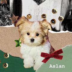 Aslan - Sable male Mi-Ki puppy in Toronto, Ohio from Shekinah’s Mi-Kis & Cricket Hill’s Westies