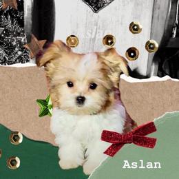 Aslan - Sable male Mi-Ki puppy in Toronto, Ohio from Shekinah’s Mi-Kis & Cricket Hill’s Westies