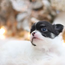 Priscilla - Black and white female Chihuahua puppy in Tulsa, Oklahoma from H-3 Chihuahuas