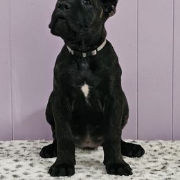 Cane Corso Puppies from RRR Corsos