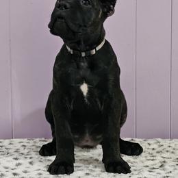 Cane Corso Puppies from RRR Corsos