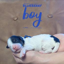 Blueberry - Tri-color male Bernedoodle puppy in Cambridge, Minnesota from Country Meadow Doodles