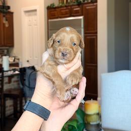 Hawthorne - Parti male Goldendoodle puppy in Anthem/Phoenix, Arizona from Ironwood Doodles