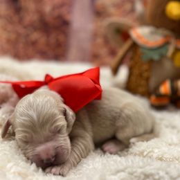 Rudolph - Cream male Goldendoodle puppy in The Woodlands, Texas from Gracie's Goldendoodles and Bernedoodles