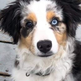 Australian Shepherd Puppies from Amazing Aussies
