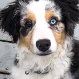 Australian Shepherd Puppies from Amazing Aussies