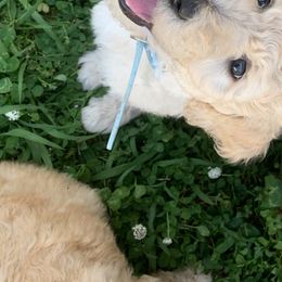 Beth - Poodle puppy in Morrison, Tennessee from Country Road Homestead